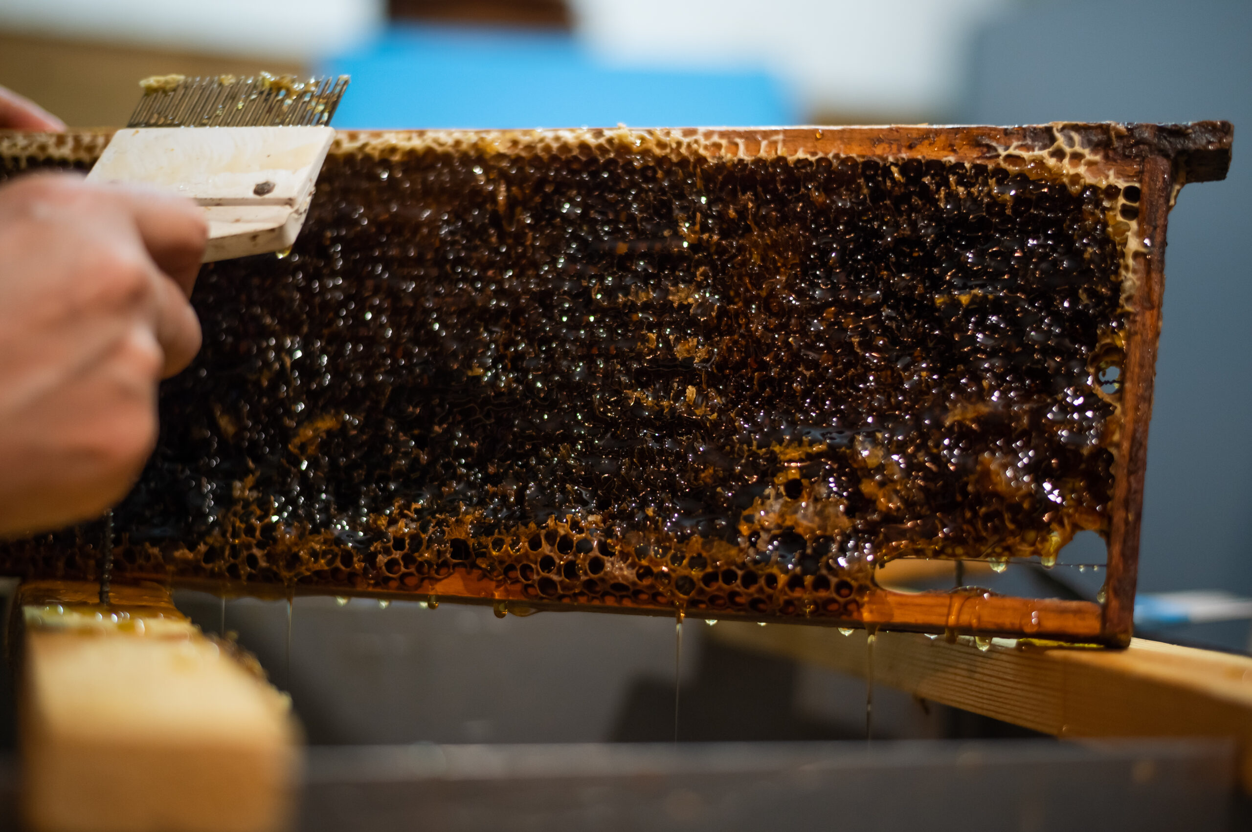 Beekeeper removes excess beeswax with the scraper by hand, preparing for pumping honey. Beekeeper works in the apiary