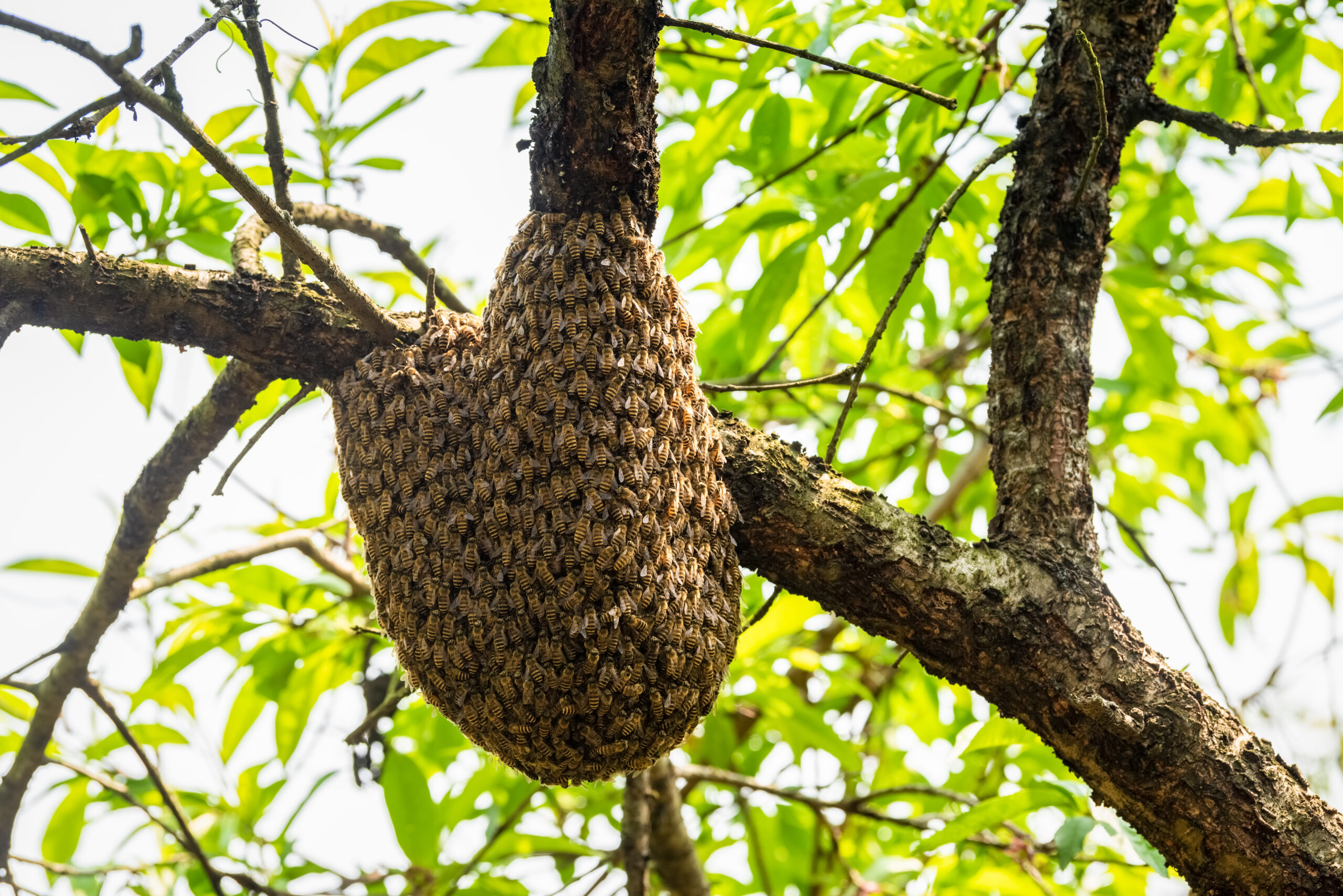 wild beehive closeup on peach tree in early summer